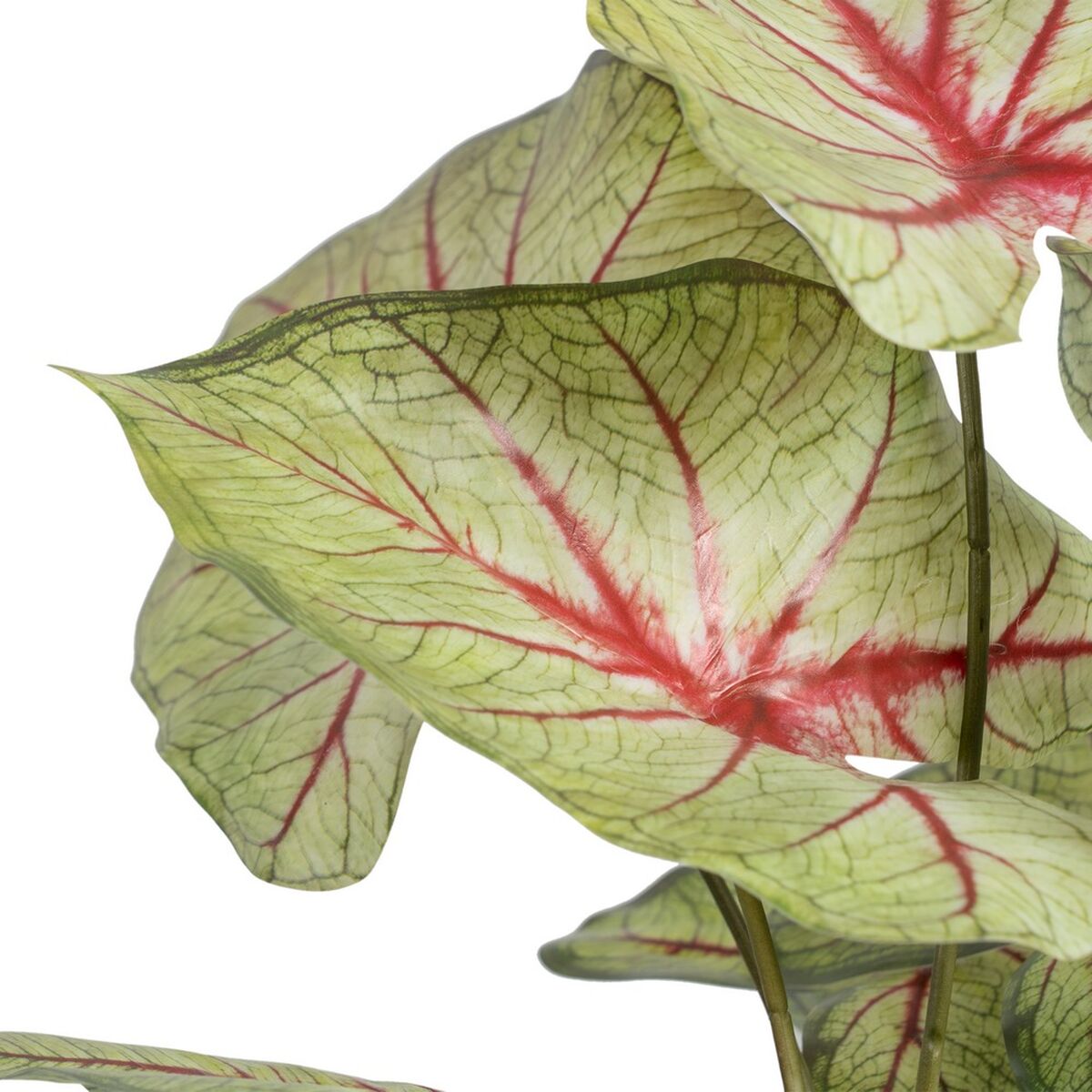 Pianta finta Rosso Verde PVC 40 x 35 x 55 cm