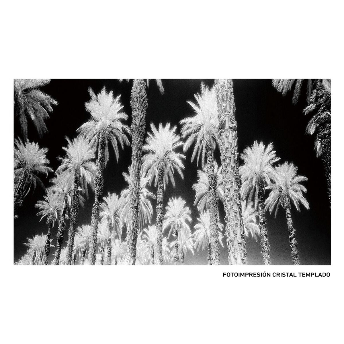 Tela Palme 120 x 4 x 70 cm Palma
