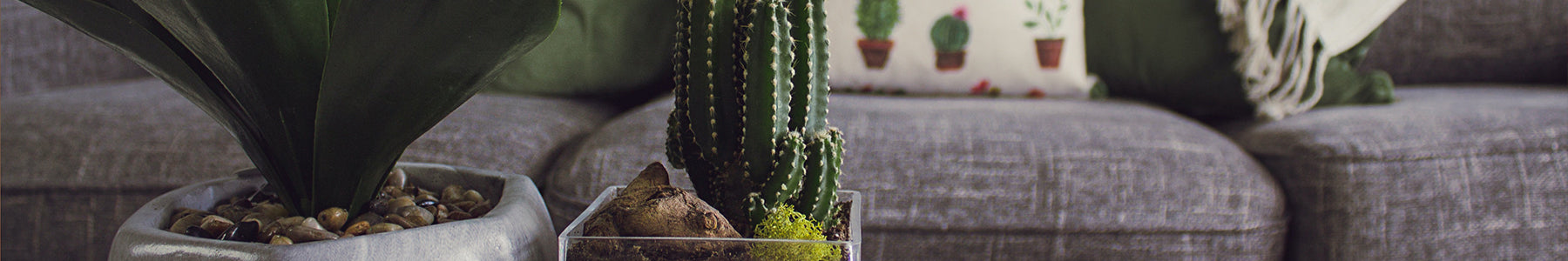Piante Decorative