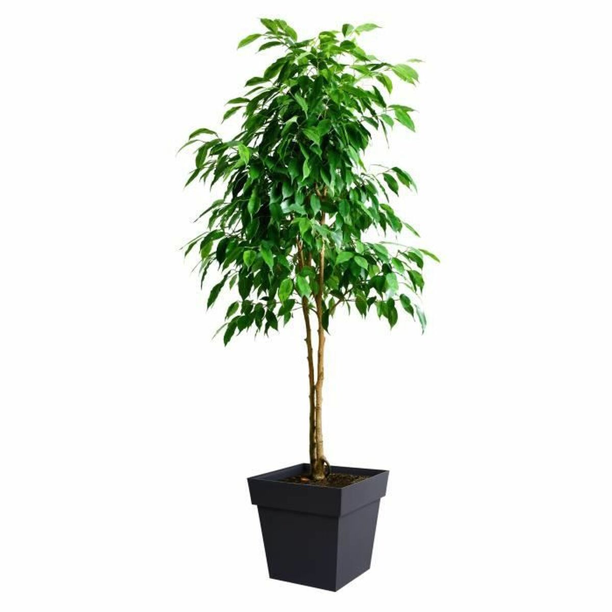 Vaso EDA Grigio polipropilene Plastica 39 cm 39 x 39 x 39 cm