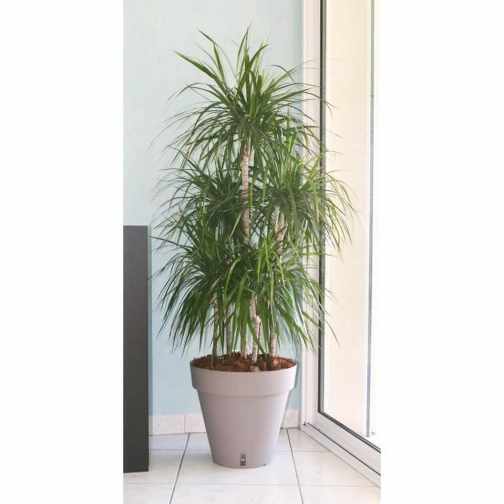 Vaso Riviera Marrone Taupé polipropilene Plastica Rotondo Sfera