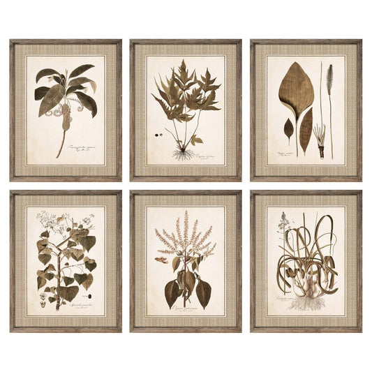 Quadro DKD Home Decor Piante botaniche (55 x 2.5 x 70 cm) (6 pezzi)