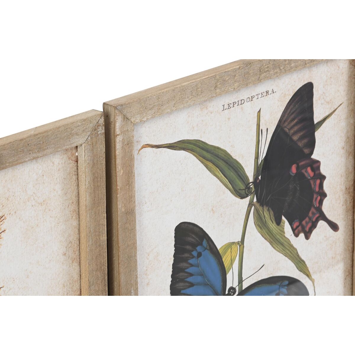Quadro DKD Home Decor Farfalle Shabby Chic (40 x 2 x 50 cm) (4 Unità)