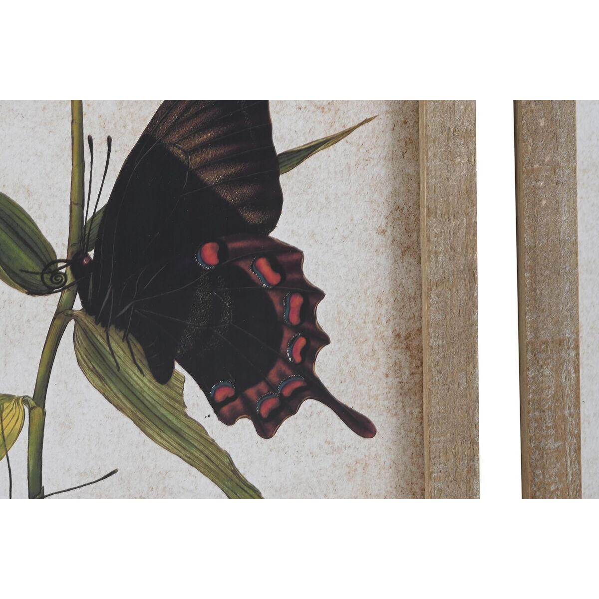 Quadro DKD Home Decor Farfalle Shabby Chic (40 x 2 x 50 cm) (4 Unità)