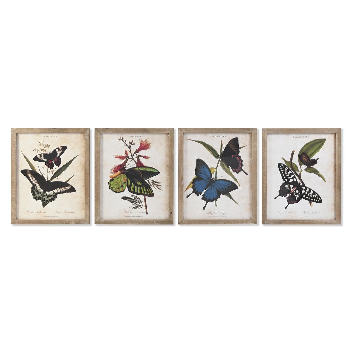 Quadro DKD Home Decor Farfalle Shabby Chic (40 x 2 x 50 cm) (4 Unità)