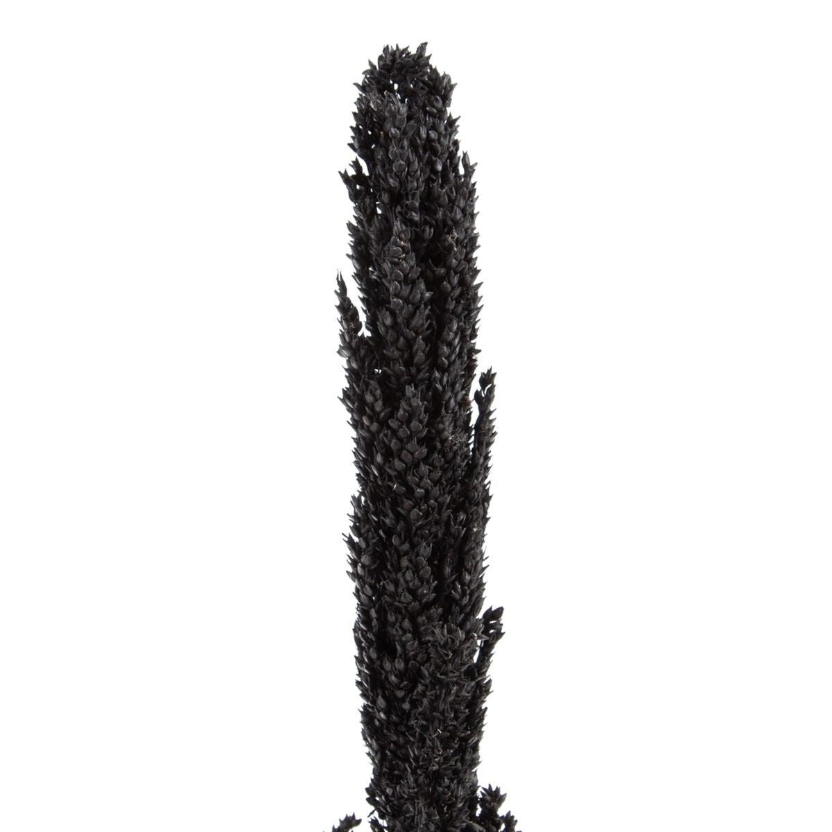 Ramo Nero 7 x 7 x 190 cm