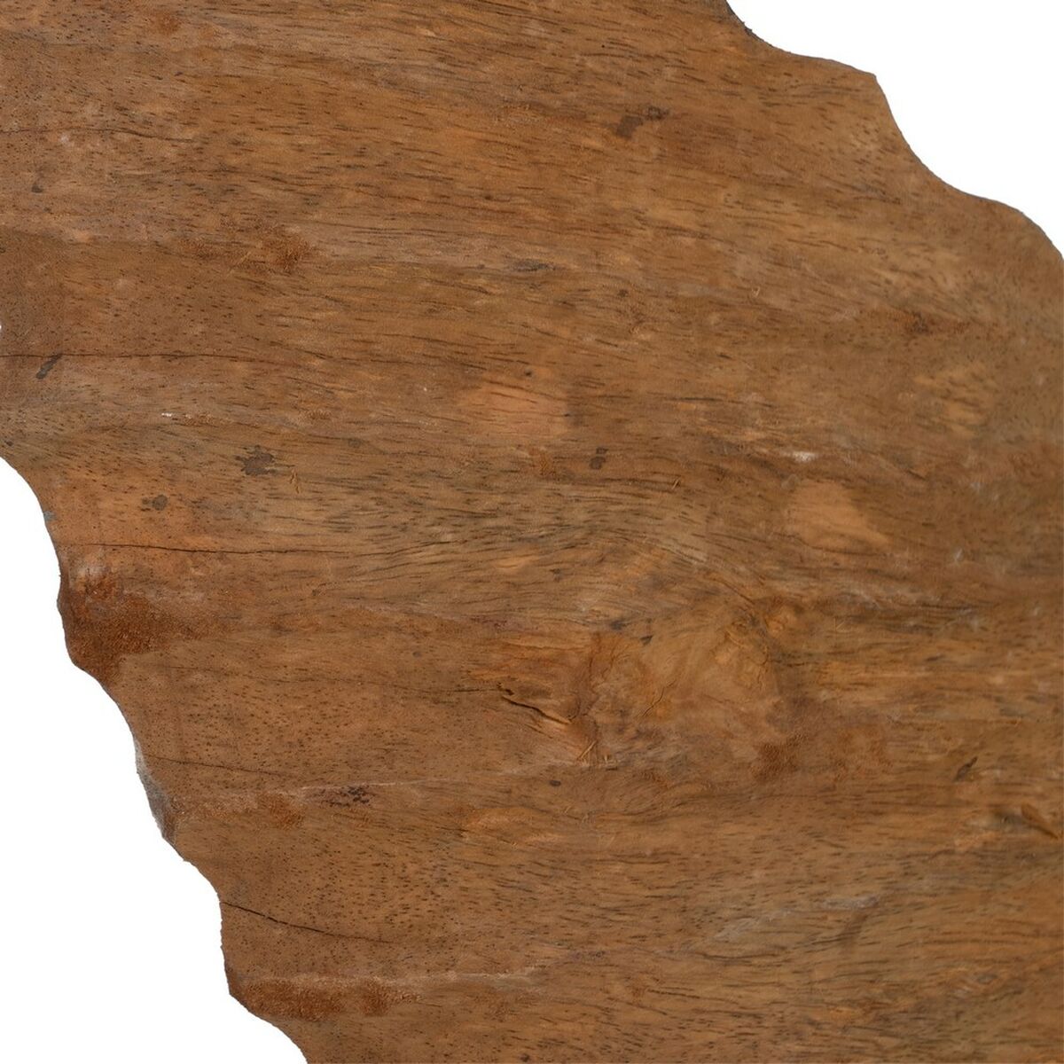 Scultura Conchiglia Beige 49,5 x 9 x 53,5 cm
